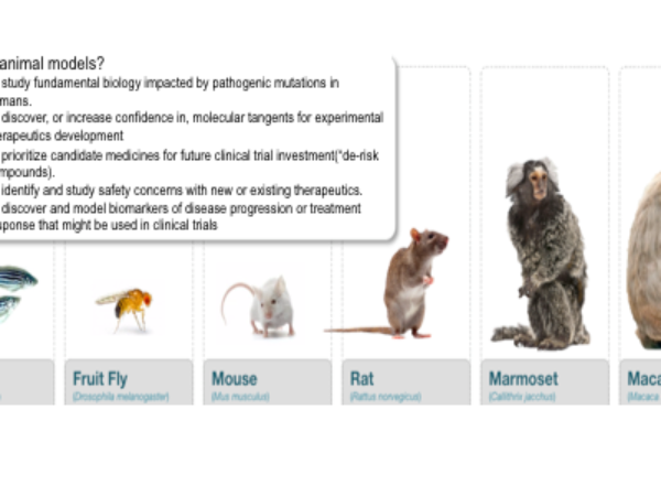 First SHANK3-deficient primate model