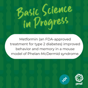 Early Metformin Treatment in a SHANK3 Mouse Model